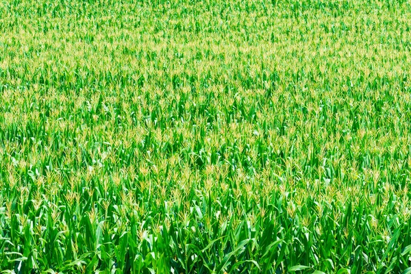 Tiro Horizontal Campo Milho Maturação Tennessee — Fotografia de Stock