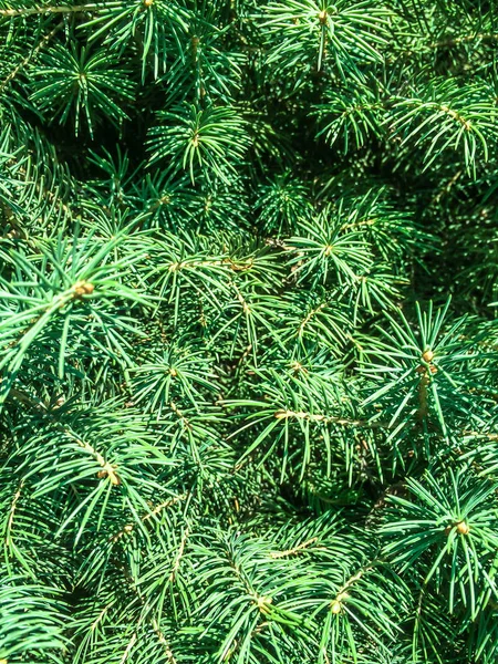 Abeto Planta Conífera Árvore Para Projeto — Fotografia de Stock