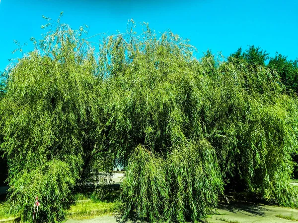 big willow tree green for design