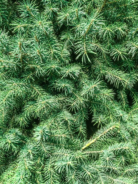 Träd Barrträd Gran Grön Koner För Dizayna Tillbaka Plan — Stockfoto