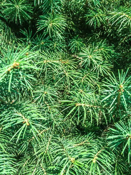 Árvore Conífera Abeto Cones Verdes Para Dizayna Plano Volta — Fotografia de Stock