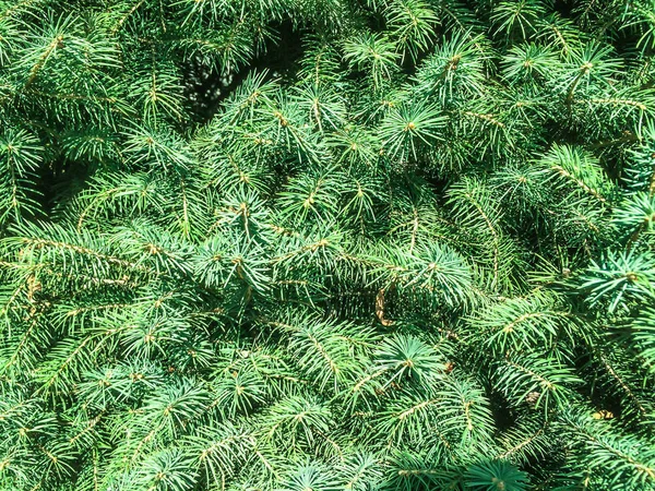 Arbre Conifères Épinette Cônes Verts Pour Dizayna Retour Plan — Photo