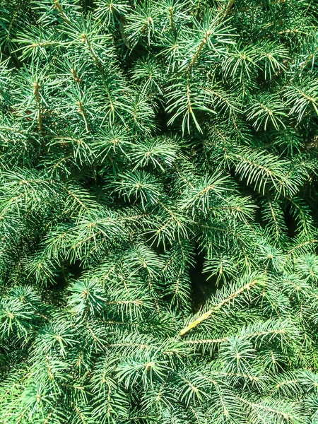 Boom Naaldhout Vuren Groene Kegeltjes Voor Dizayna Terug Plan — Stockfoto