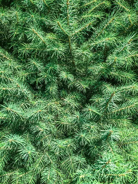 Plan Powrotem Drzewa Iglaste Świerk Zielony Stożek Dizayna — Zdjęcie stockowe