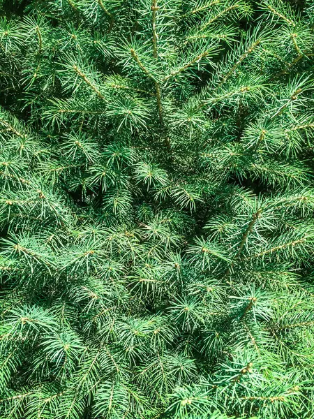 Boom Naaldhout Vuren Groene Kegeltjes Voor Dizayna Terug Plan — Stockfoto