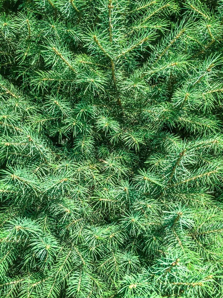 Baum Nadelholz Fichtenzapfen Grün Für Dizayna Zurück Plan — Stockfoto