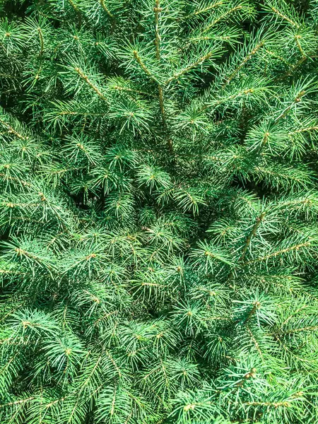 Boom Naaldhout Vuren Groene Kegeltjes Voor Dizayna Terug Plan — Stockfoto