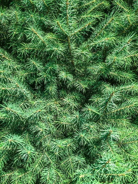 Árvore Conífera Abeto Cones Verdes Para Dizayna Plano Volta — Fotografia de Stock