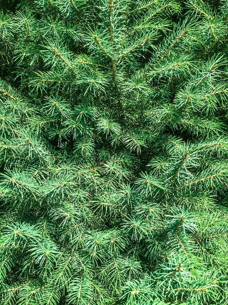 Boom Naaldhout Vuren Groene Kegeltjes Voor Dizayna Terug Plan — Stockfoto