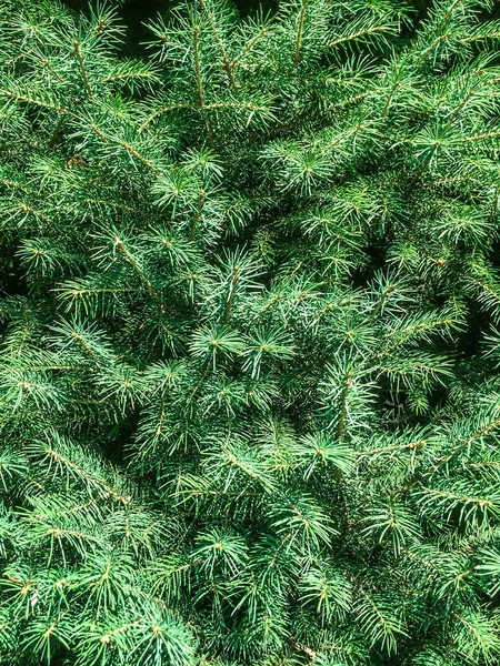 Árvore Conífera Abeto Cones Verdes Para Dizayna Plano Volta — Fotografia de Stock