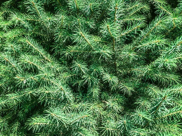 Boom Naaldhout Vuren Groene Kegeltjes Voor Dizayna Terug Plan — Stockfoto