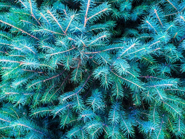 Tree Coniferous Spruce Green Cones Dizayna Back Plan — Stock Photo, Image