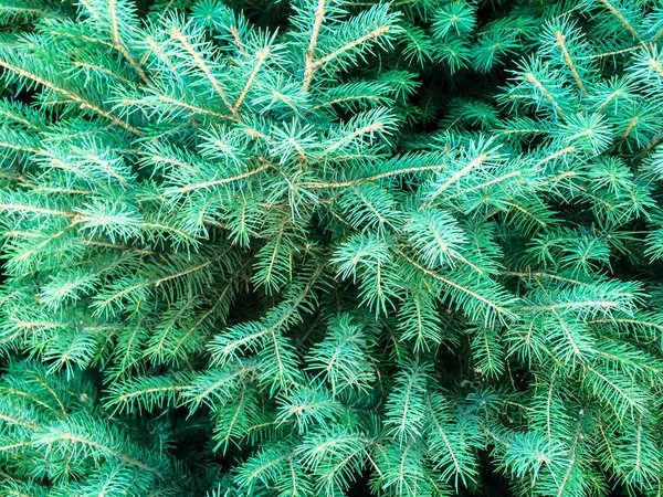 Дерево Хвойних Ялинових Зелених Конусів Плану Спини — стокове фото