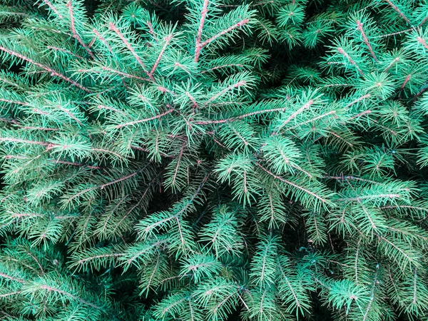 Arbre Conifères Épinette Cônes Verts Pour Dizayna Retour Plan — Photo