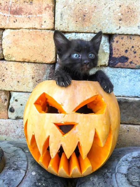 Korku Hoşlanmıyorsunuz Arka Plan Dekorasyon Için Korkutucu Yüz Siyah Kedi — Stok fotoğraf