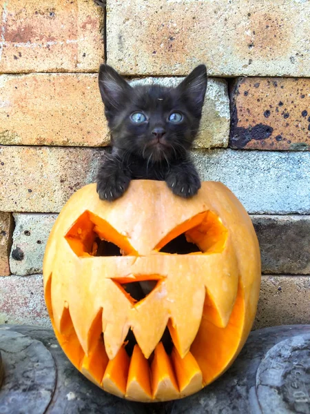 Halloween Święto Wszystkich Świętych Dyni Rzeźbione Postaci Przerażające Oblicze Czarny — Zdjęcie stockowe