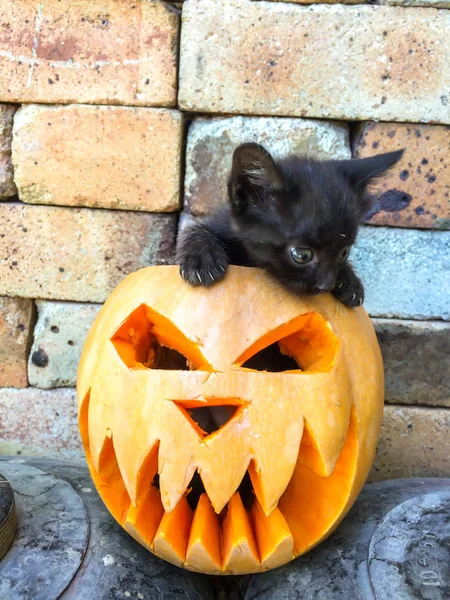 Halloween Święto Wszystkich Świętych Dyni Rzeźbione Postaci Przerażające Oblicze Czarny — Zdjęcie stockowe