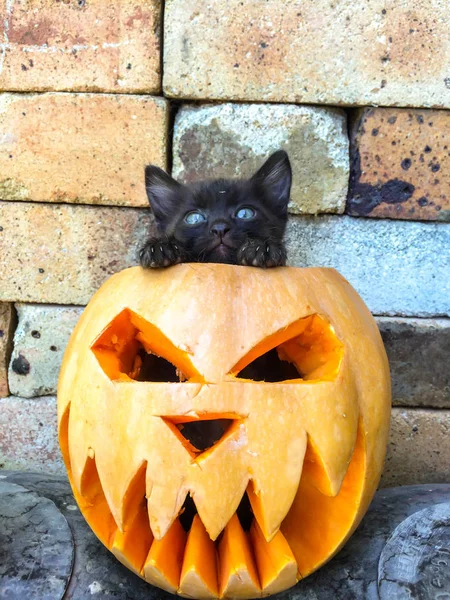 Korku Hoşlanmıyorsunuz Arka Plan Dekorasyon Için Korkutucu Yüz Siyah Kedi — Stok fotoğraf