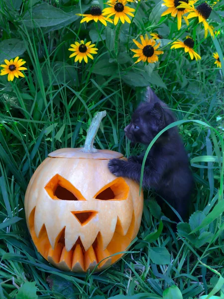 Halloween Fête Citrouille All Saints Sculpté Sous Forme Visage Effrayant — Photo