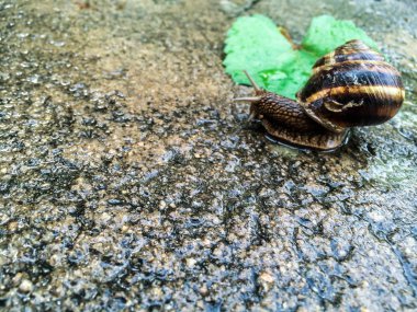 Salyangoz büyük kabuklu deniz ürünleri dizayna arka plan duvar kağıdı için