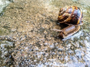 Salyangoz büyük kabuklu deniz ürünleri dizayna arka plan duvar kağıdı için