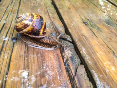 Salyangoz büyük kabuklu deniz ürünleri dizayna arka plan duvar kağıdı için