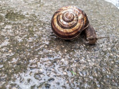 Salyangoz büyük kabuklu deniz ürünleri dizayna arka plan duvar kağıdı için