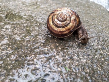 Salyangoz büyük kabuklu deniz ürünleri dizayna arka plan duvar kağıdı için