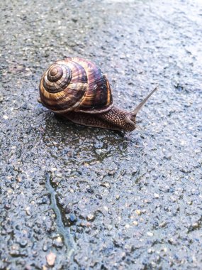 Salyangoz büyük kabuklu deniz ürünleri dizayna arka plan duvar kağıdı için