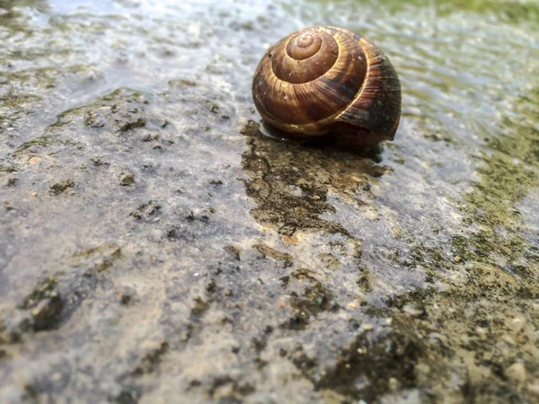 Escargot Gros Crustacés Pour Dizayna Fond Écran — Photo