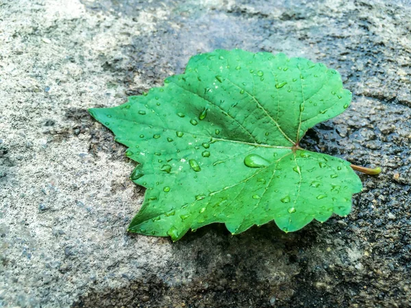 Zielony Liść Mokrym Asfalcie Jesień Wzór Tła — Zdjęcie stockowe