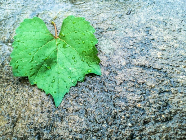 Green Leaf Wet Asphalt Autumn Design Background — Stock Photo, Image