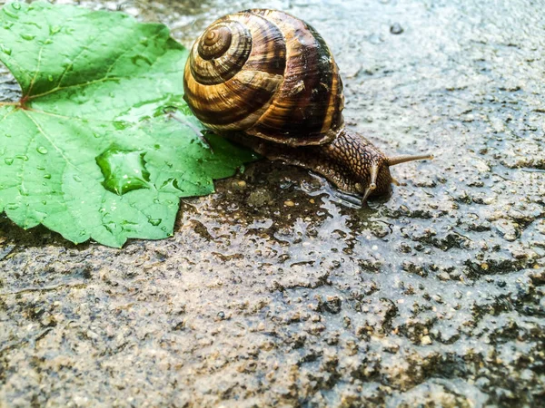 Caracol Grande Molusco Para Dizayna Fundo Papel Parede — Fotografia de Stock