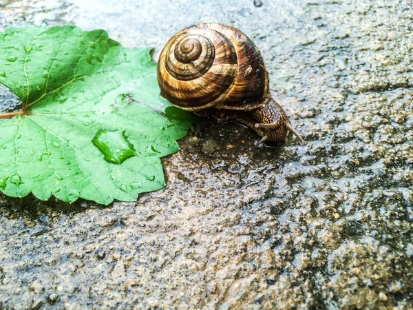 Escargot Gros Crustacés Pour Dizayna Fond Écran — Photo