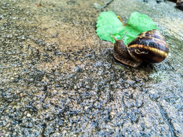 Caracol Grande Molusco Para Dizayna Fundo Papel Parede — Fotografia de Stock