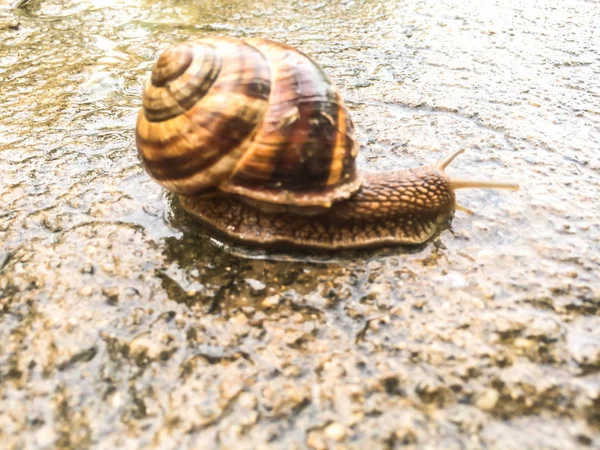 Schnecke Große Schalentiere Für Dizayna Hintergrund Tapete — Stockfoto