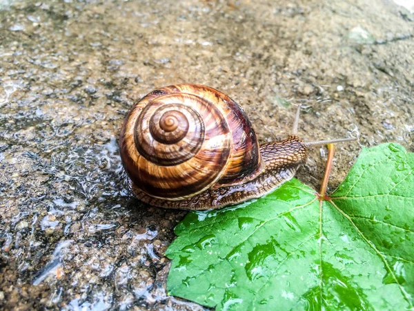 Escargot Gros Crustacés Pour Dizayna Fond Écran — Photo