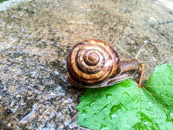 Escargot Gros Crustacés Pour Dizayna Fond Écran — Photo