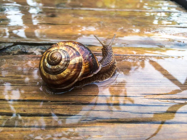 Dizayna の背景の壁紙のカタツムリ大きい貝 — ストック写真