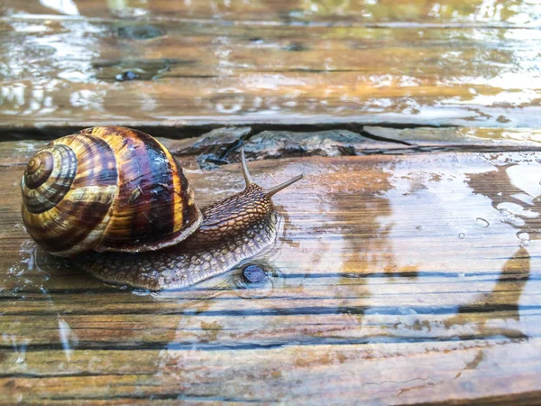 Dizayna の背景の壁紙のカタツムリ大きい貝 — ストック写真