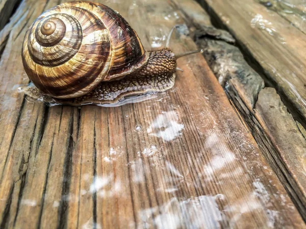 Slak Grote Schaal Schelpdieren Voor Dizayna Achtergrond Wallpaper — Stockfoto