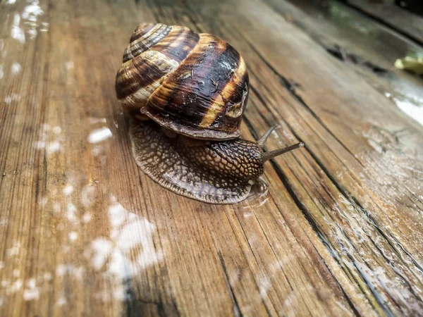 Snail Large Shellfish Dizayna Background Wallpaper — Stock Photo, Image