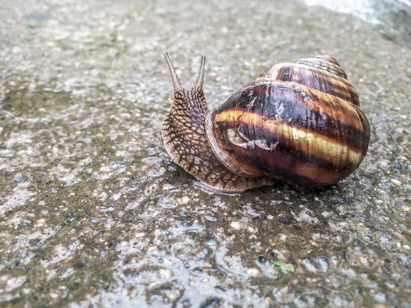 Schnecke Große Schalentiere Für Dizayna Hintergrund Tapete — Stockfoto