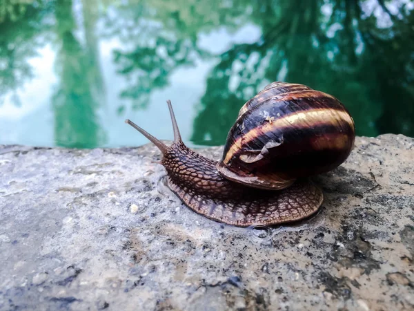 Schnecke Große Schalentiere Für Dizayna Hintergrund Tapete — Stockfoto