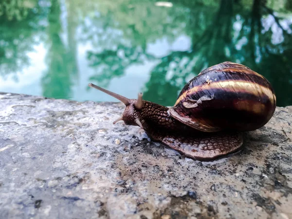 Dizayna の背景の壁紙のカタツムリ大きい貝 — ストック写真