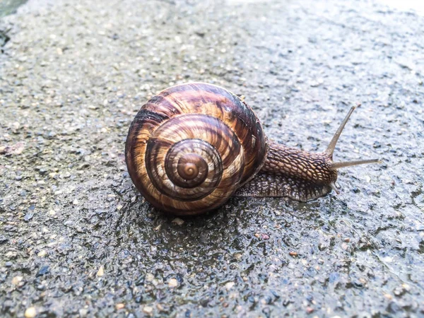 Escargot Gros Crustacés Pour Dizayna Fond Écran — Photo