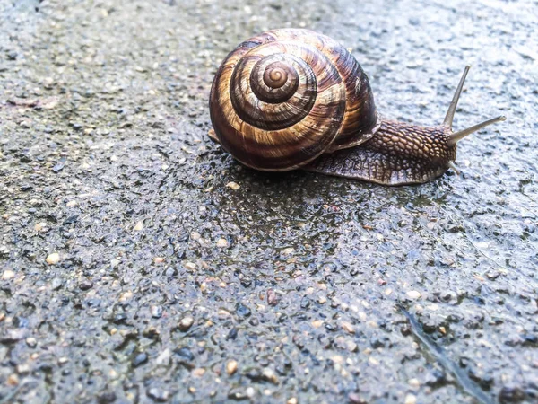 Dizayna の背景の壁紙のカタツムリ大きい貝 — ストック写真