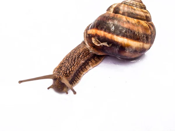 Caracol Grandes Mariscos Para Dizayna Fondo Fondo Pantalla —  Fotos de Stock