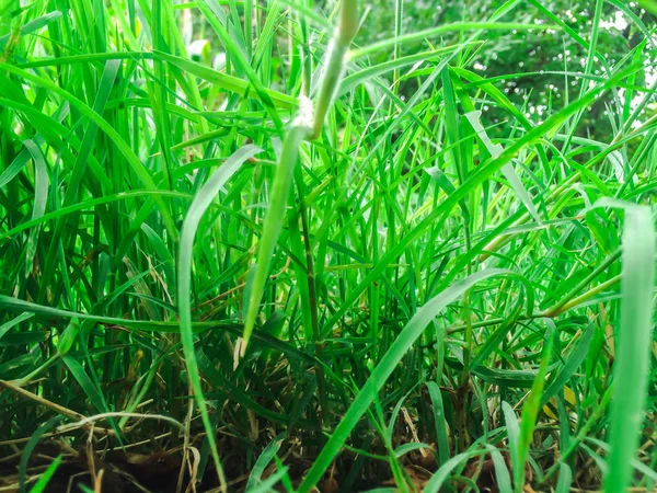 Grass Lawn Bright Green Color Landscape Field Design Background — Stock Photo, Image