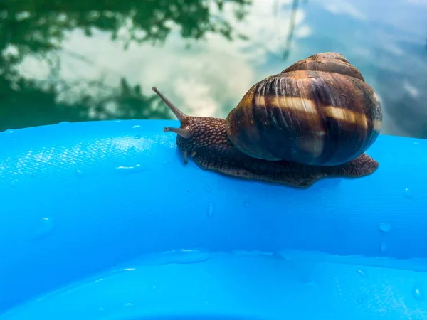 Schnecke Große Schalentiere Für Dizayna Hintergrund Tapete — Stockfoto